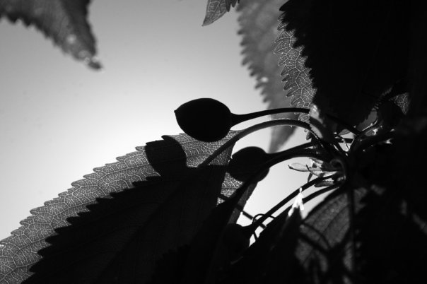 11647_1178753264230_1547091_n.jpg, 30 KB